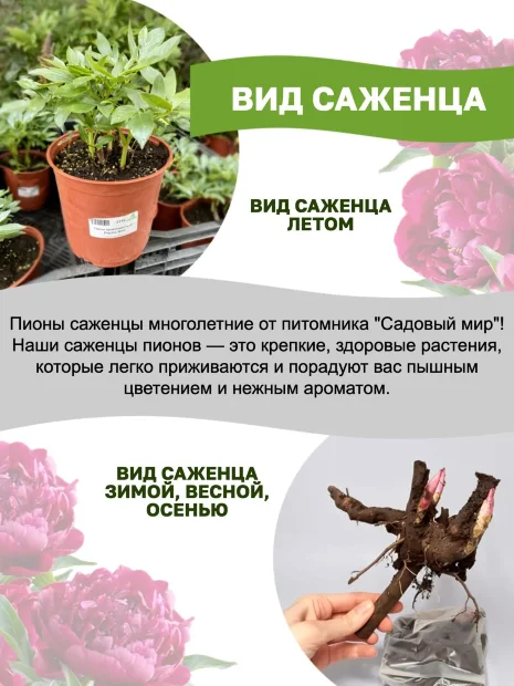 Пион Вайт Тауэрс (травянистый)