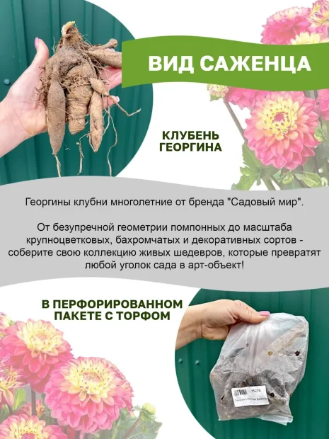 Георгин Фернклифф Иллюжн  (крупноцветковый)
