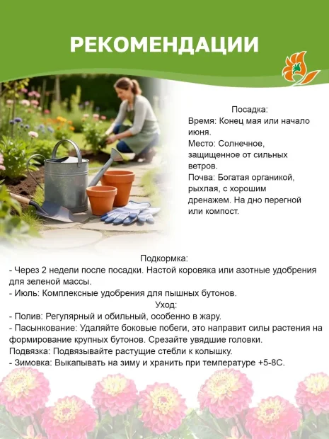 Георгин Фернклифф Иллюжн  (крупноцветковый)