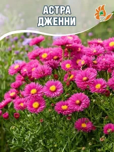 Астра Дженни Астра Дженни
