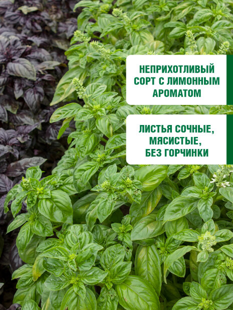 Базилик Лимонный семена 