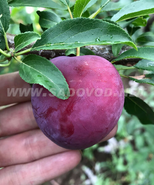 Алыча Кубанская Комета (осень)