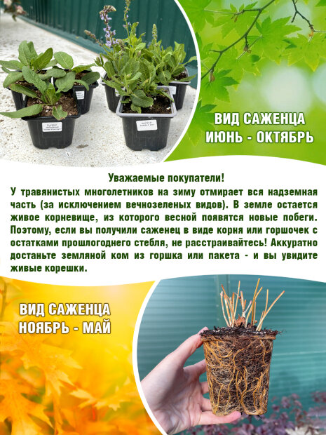 Нивяник Реал Нит