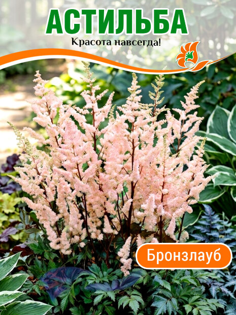 Астильба Бронзлауб