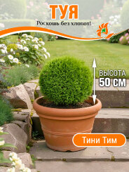 Туя Тини Тим