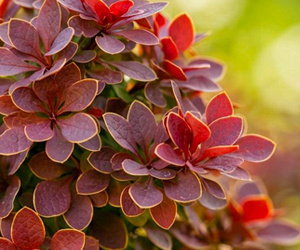 Барбарис